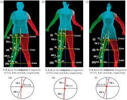 Body shape and health for trapezoid-shaped individuals